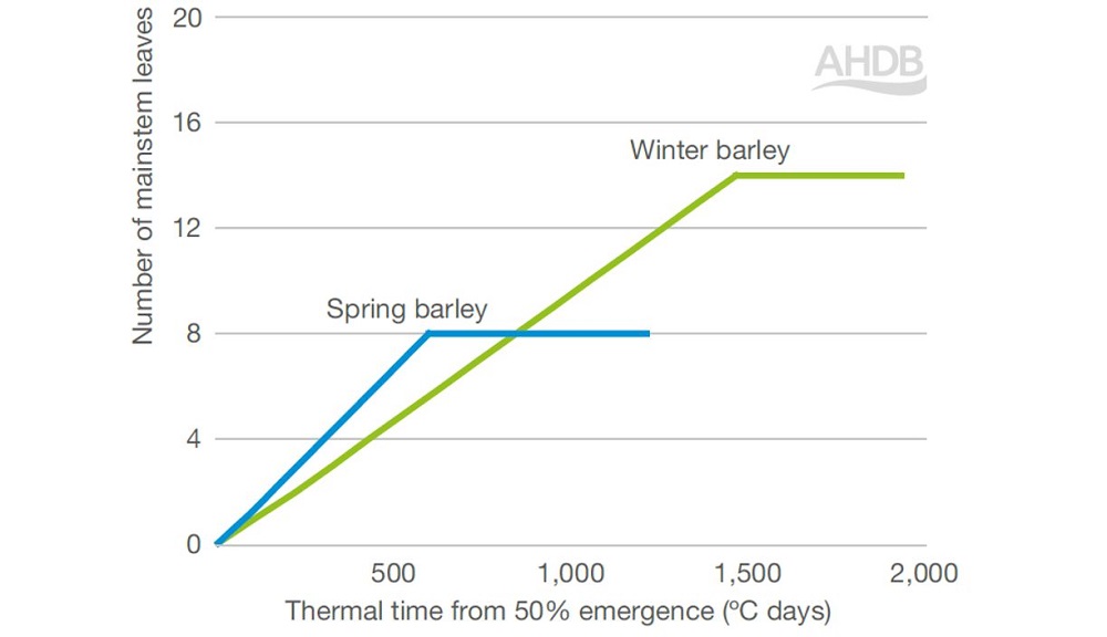 Graph showing the effect of thermal time on leaf emergence in barley
